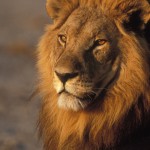 Lion, Moremi National Park - Botswana (01)