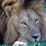 Lion, Moremi National Park - Botswana (111)