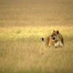 Lion, Central Kalahari Game Reserve - Botswana (1138)