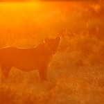 Lion, Central Kalahari Game Reserve - Botswana (1567)