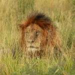 Lion, Makgadikgadi Pans National Park - Botswana (2153)