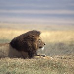 Lion, Ngorongoro Crater - Tanzania (23)