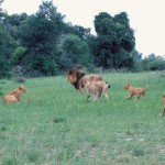 Lion, Moremi National Park - Botswana (3)