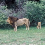 Lion, Moremi National Park - Botswana (30)