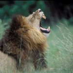 Lion, Moremi National Park - Botswana (31)