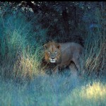 Lion, Moremi National Park - Botswana (40)
