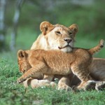 Lion, Serengeti National Park - Tanzania (44)