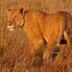 Lion, Masai Mara National Park - Kenya (51)