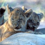 Lion, Moremi National Park - Botswana (55)