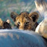Lion, Moremi National Park - Botswana (56)