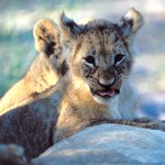 Lion, Moremi National Park - Botswana (57)