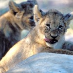 Lion, Moremi National Park - Botswana (58)