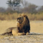 Lion, Moremi National Park - Botswana (65)