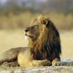 Lion, Moremi National Park - Botswana (67)