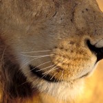 Lion, Moremi National Park - Botswana (7)