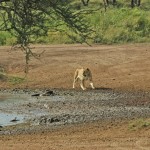 Lion, Serengeti National Park - Tanzania (7115)