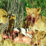 Lion, Masai Mara - Kenya (72)