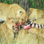 Lion, Masai Mara - Kenya (73)