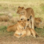 Lion, Serengeti National Park - Tanzania (7566)