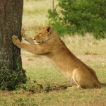 Lion, Serengeti National Park - Tanzania (7573)