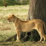 Lion, Serengeti National Park - Tanzania (7584)