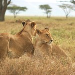 Lion, Serengeti National Park - Tanzania (7588)