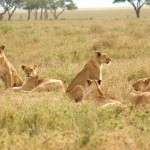 Lion, Serengeti National Park - Tanzania (7623)