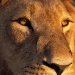 Lion, Moremi National Park - Botswana (08)