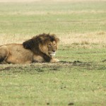 Lion, Ngorongoro Crater - Tanzania (8658)
