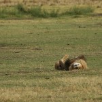 Lion, Ngorongoro Crater - Tanzania (8712)