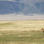 Lion, Ngorongoro Crater - Tanzania (8912)