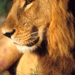 Lion, Moremi National Park - Botswana (09)