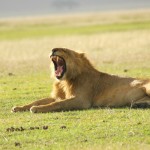 Lion, Ngorongoro Crater - Tanzania (9211)