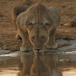Lion, Chobe National Park - Botswana (92)