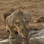Lion, Chobe National Park - Botswana (96)