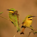 Little Bee-eater, Chobe National Park - Botswana (18)