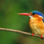 Malachite Kingfisher, Lower Zambezi - Zambia (6694)