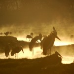 Marabou Stork, Lake Nakuru National Park - Kenya (4110)