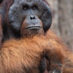 Orangutan, Tanjung Puting National Park - Borneo (2)