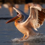 Pelican, Lake Nakuru National Park - Kenya (2461)
