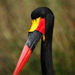 Saddle-billed Stork, Masai Mara National Park - Kenya (141)