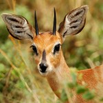 Steinbuck, Nxai Pan National Park - Botswana (3270)