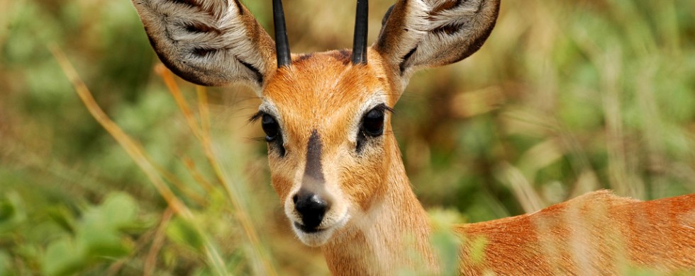 Steinbuck, Nxai Pan National Park - Botswana (3270)