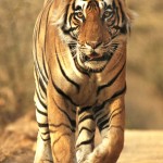 Tiger, Ranthambore National Park - India (8173)