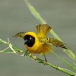Weaver Bird, Chongwe River (Lower Zambezi National Park) - Zambia (6438)