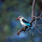Woodland Kingfisher, Moremi National Park - Botswana (27)