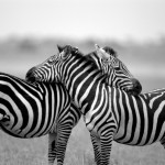 Zebra Hug, Serengeti National Park - Tanzania (04)