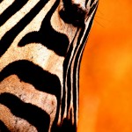 Zebra, Ngorongoro Crater - Tanzania (1)