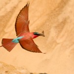 Carmine Bee-eater, South Luangwa National Park - Zambia (1516)