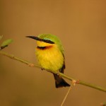 Little Bee-eater, Chobe National Park - Botswana (07)